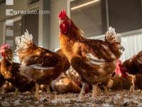 Broiler parent stock 4