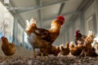 Broiler parent stock 3