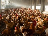 Broiler parent stock 2