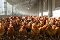 Broiler parent stock 1