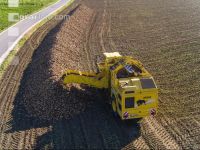Sugar beets harvest 199