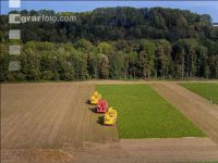 Sugar beets harvest 196