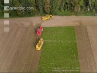 Sugar beets harvest 195