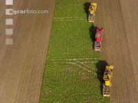 Sugar beets harvest 194