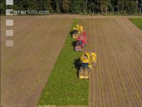 Sugar beets harvest 191