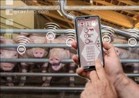 Microchip Animal husbandry 4