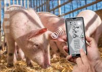 Microchip Animal husbandry 3