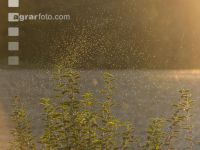 Midge sunlight 5