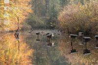 Teich mit Entenhäusern 