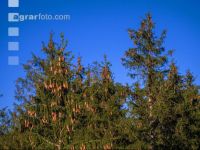 Schlierbach Forst 20