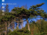 Schlierbach Forst 21
