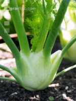 Knollenfenchel 2