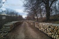 Holz aus Niederwald 5