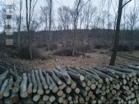 Holz aus Niederwald 3