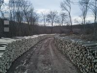 Holz aus Niederwald 2