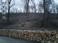 Holz aus Niederwald 1
