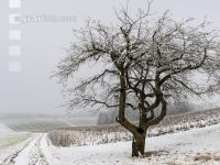 Mostobstbaum im Winter 