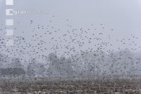 Vogelschwarm im Winter 4