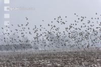Vogelschwarm im Winter 3