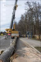 Spezialholzfällung 24