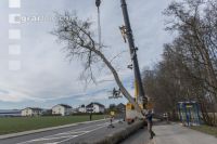 Spezialholzfällung 17