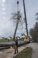 Spezialholzfällung 16