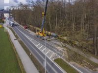 Spezialholzfällung 4