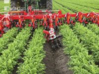 Hogging machine carots 1
