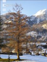 Larch 2