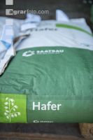 Hafer Saatgut 4