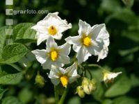 Kartoffel Blüte 1