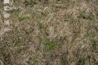 Meadow after winter 7