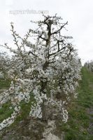 Kirsche Blüte 42