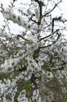 Kirsche Blüte 41
