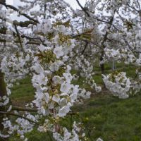 Kirsche Blüte 36