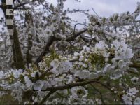 Kirsche Blüte 35