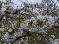 Kirsche Blüte 34