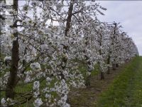 Kirsche Blüte 33