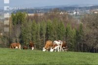 Fleckvieh auf Weide 67