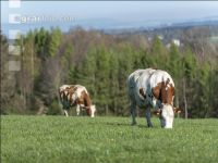 Fleckvieh auf Weide 28