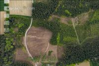 Mulched forest 4