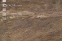 Mulched forest 3