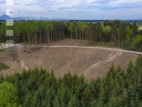 Mulched forest 5