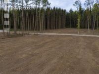 Mulched forest 2