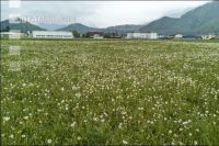 Gappy meadow 2