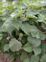 Andenbeere 2