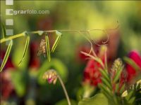 Snipe fly 5