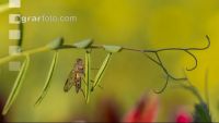Snipe fly 3