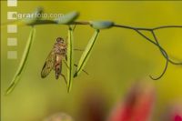Snipe fly 2