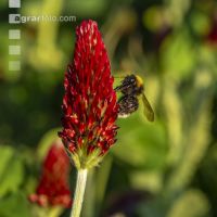 Hummel auf Inkarnatklee 6